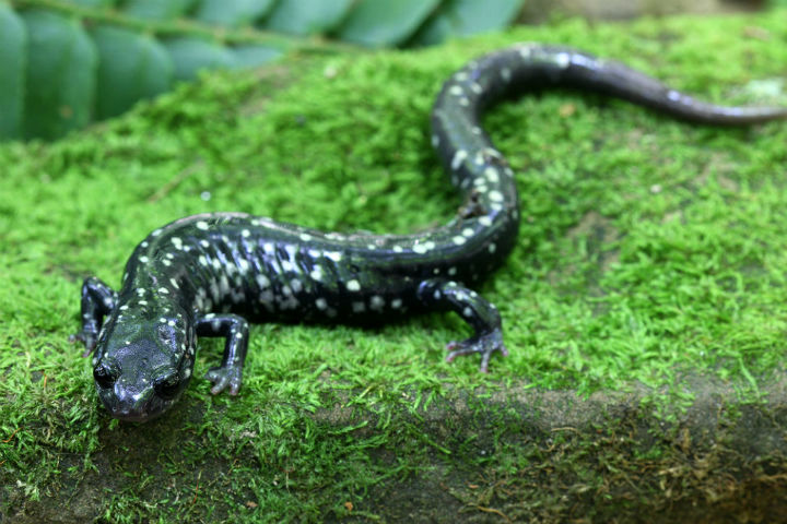 Slimy Salamander